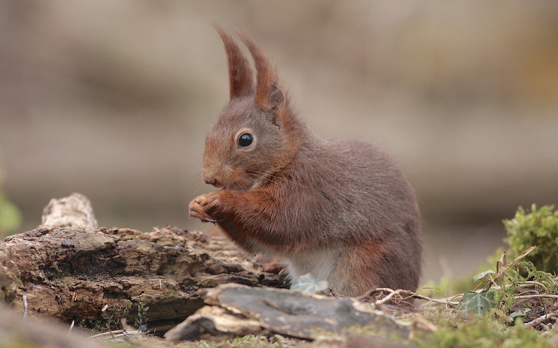 1080P, fur, red, outdoors, animals In The Wild, no people, forest, baby, animal, bushy, looking, land, food, animal wildlife, selective focus, sitting