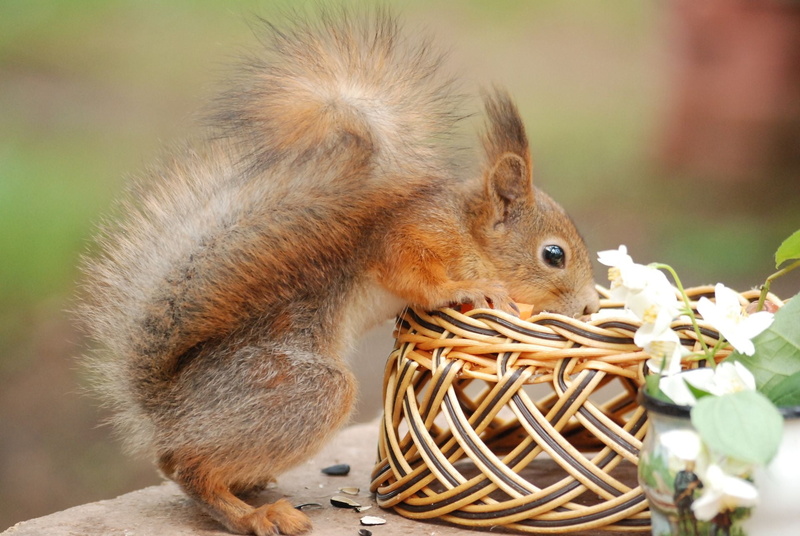 fur, vertebrate, mammal, whisker, squirrel, 1080P, red, tail, rodent, one Animal, nature, bushy, animals In The Wild, brown, curiosity, domestic animals