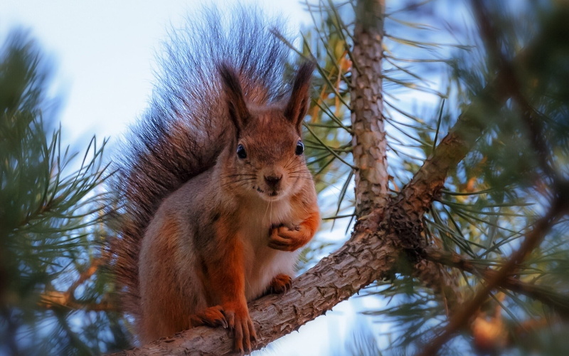 brown, mammal, color Image, primate, branch, rodent, 1080P, sky, animal family, woodland, looking, nature, eating, selective focus, animal wildlife, nut - Food