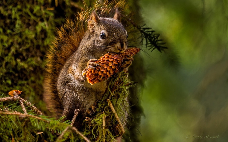 720P, animal themes, one animal, animals in the wild, day, insect, plant, animal wildlife, rodent, animal, eating, tree, vertebrate, lunch, squirrel, close-up