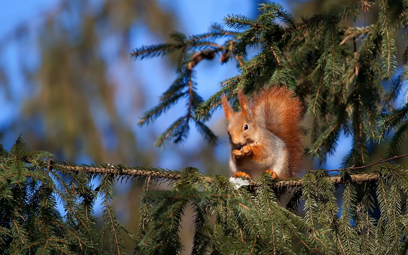 tail, monkey, mammal, primate, feline, small, squirrel, young Animal, nature, plant, growth, outdoors, fluffy, cute, 1080P, looking, sitting, day, animal