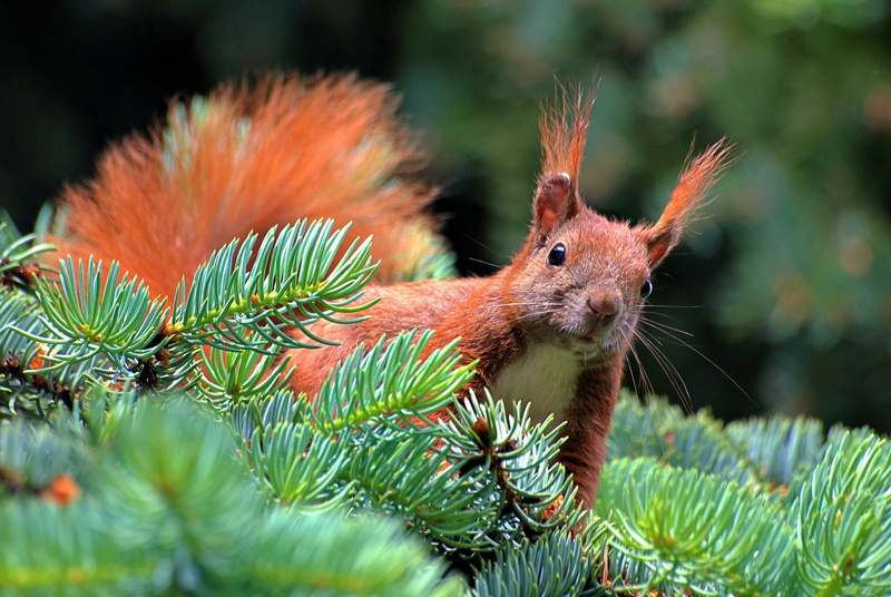 forest, outdoors, green Color, animal themes, nature, 1080P, tail, branch, fluffy, squirrel, one Animal, coniferous tree, close-up, brown, rodent, selective focus