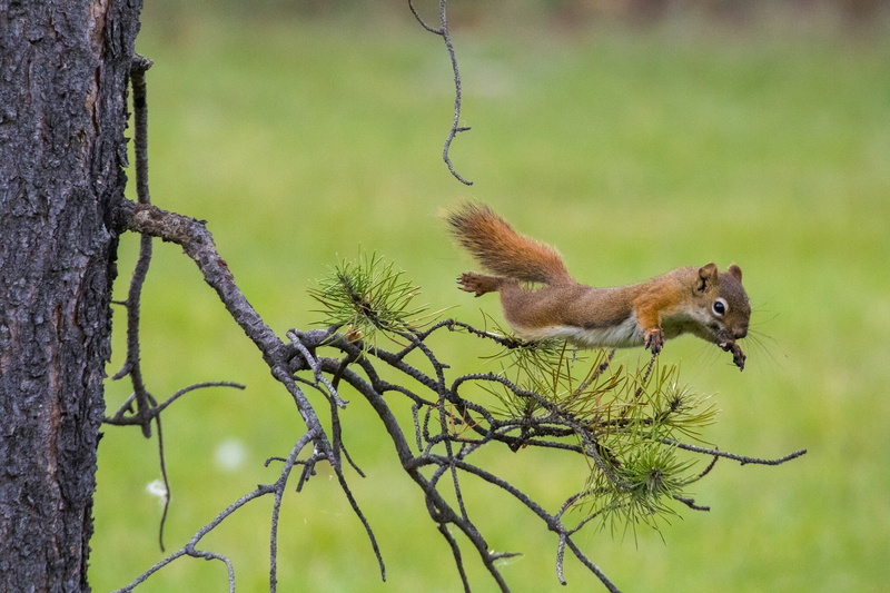 tree, flight, pine, red, background, branches, jump, protein, squirrel in flight, 1080P