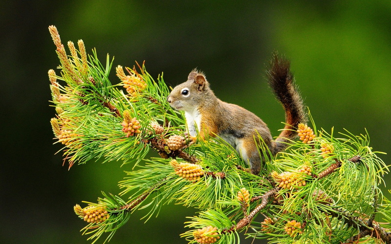 nature, depth, field, 2K, squirrels, animals, pine