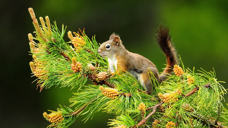 rodent, fox squirrel, no people, cute, animals in the wild, one animal, nature, eating, outdoors, pine tree, animal, squirrel, animal themes, animal wildlife