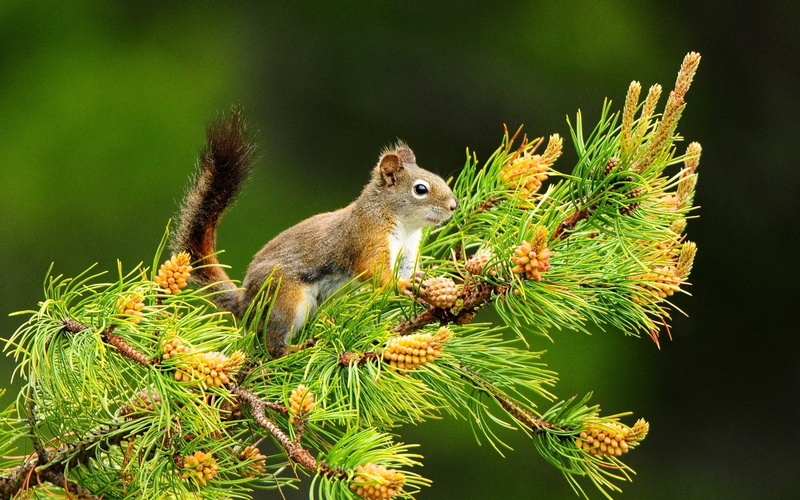 focus on foreground, 2K, one animal, outdoors, animal, green color, animal wildlife, vertebrate, land, nature, animals, animals in the wild, pine, squirrels