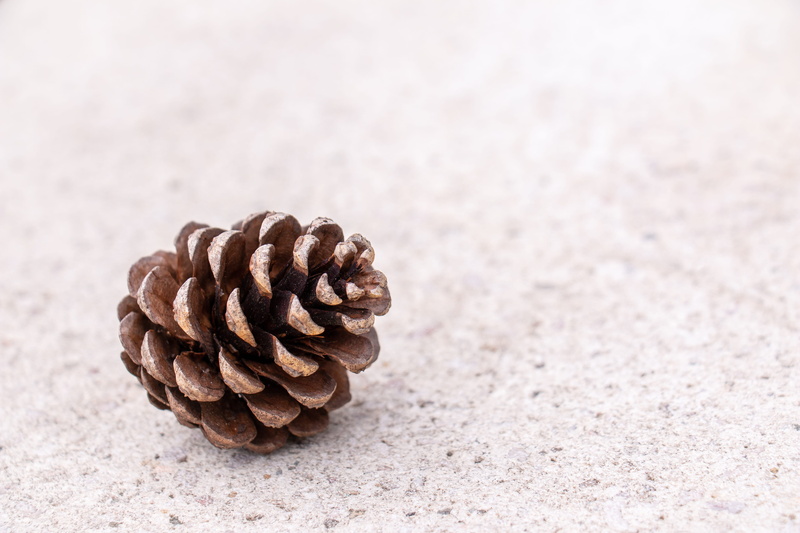 still life, textured, land, food and drink, wood, tranquility, plant, rodent, selective focus, abies, focus on foreground, conifer, white, surface, coil