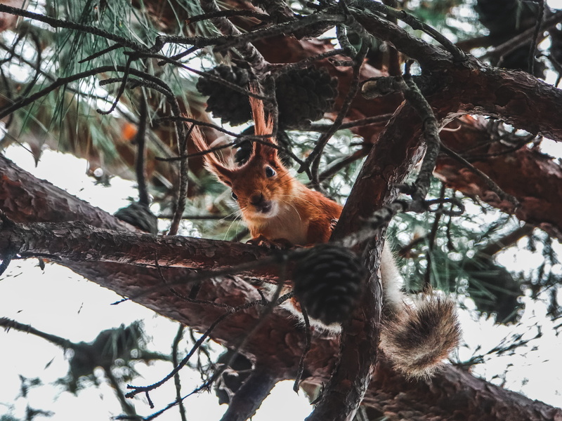 day, climbing, pine, animals in the wild, tree, cone, low angle view, vertebrate, plant, squirrel, tree trunk, one animal, trunk, relaxation, mammal, branch
