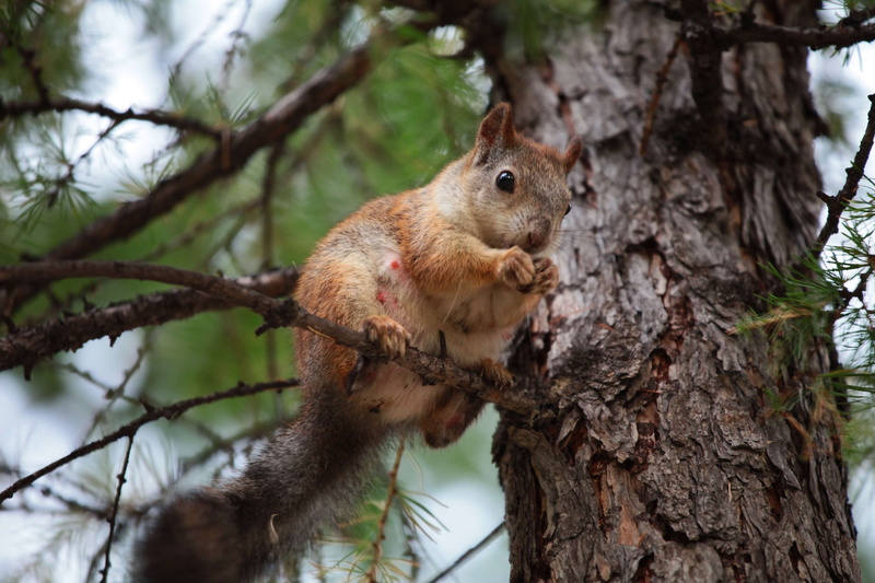 pine, one animal, forest, plant, city park, animals in the wild, day, park, trunk, animal wildlife, nature, vertebrate, focus on foreground, rodent, animal