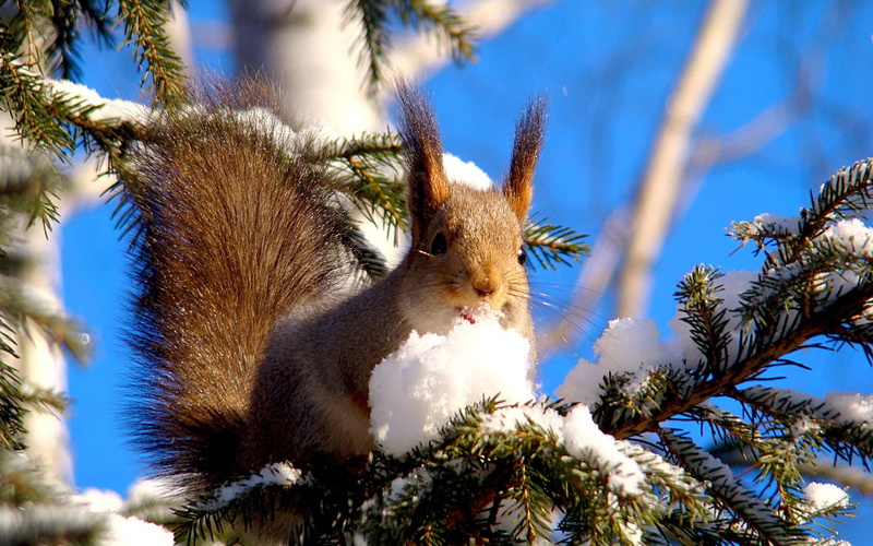 sunlight, animal themes, one animal, close-up, plant, nature, outdoors, pine tree, Branches, no people, tree, sky, branch, Animal, animals in the wild