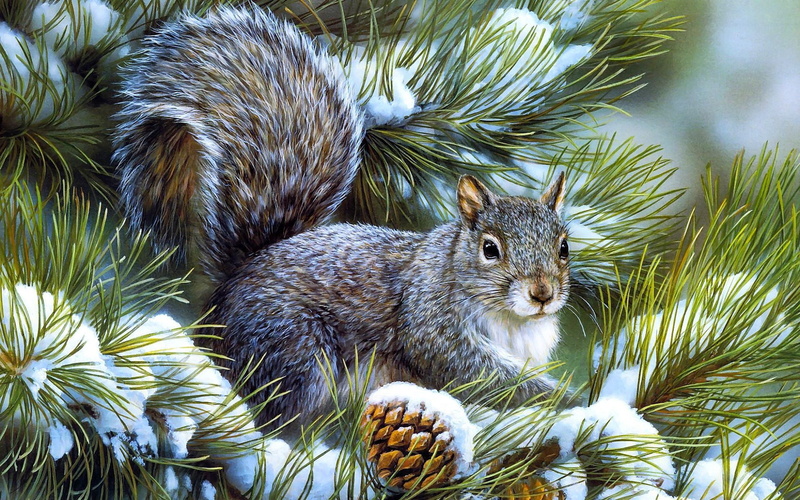 squirrel pictures, squirrel, artistic, pine, cone, squirrel photos, 1920x1200, 1080P
