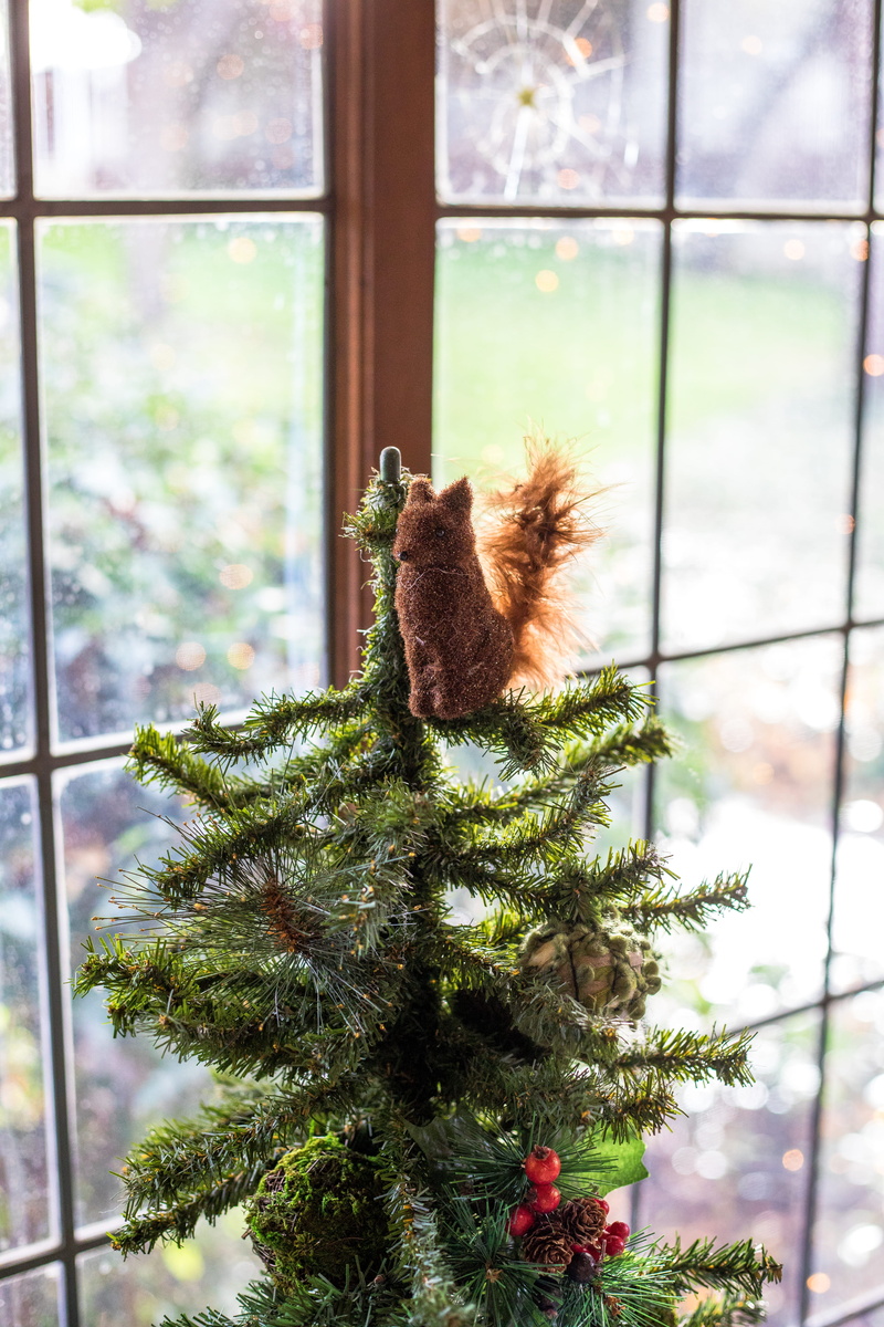 rodent, mammal, day, curtain, squirrel, animal themes, outdoors, focus on foreground, plush, 5K, ornament, sitting, pine, conifer, green, nature, spruce