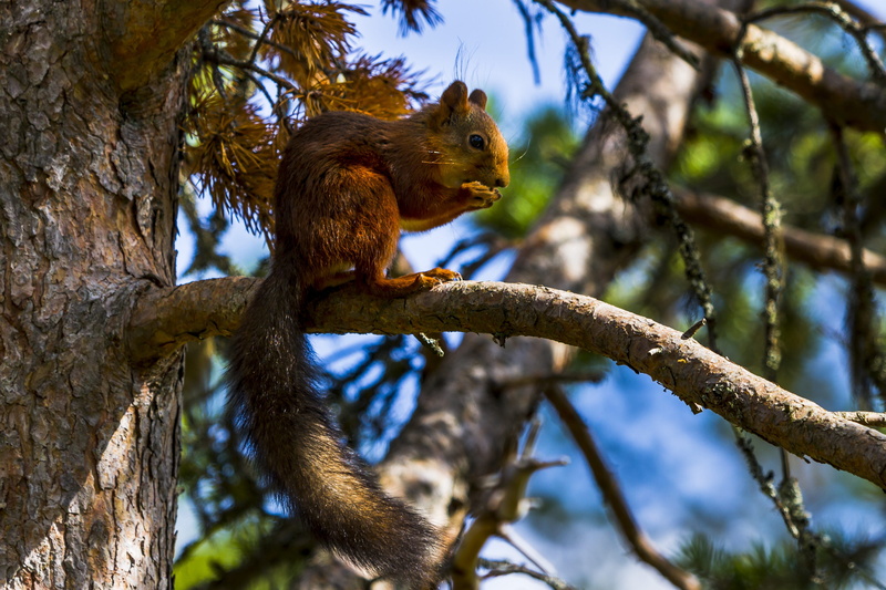 no people, animals in the wild, squirrel, hair, nature, animal, mammal, tree, 4K, animal wildlife, animal eye, tail, rodent, pine, outdoors, day, three