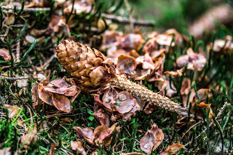 fungus, moss, grass, forest, seeds, food, dry, day, vegetable, seed scales, pine cone, flower, mushroom, leaves, charred pine cones, on moss lying, close-up