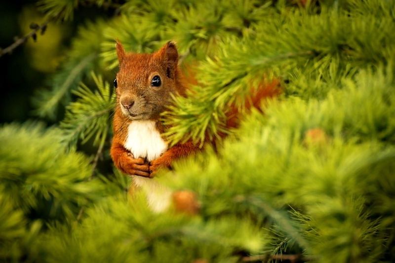 squirrel, animal themes, tree, one animal, day, rodent, pine tree, vertebrate, no people, green color, close-up, 1080P, plant, whisker, animal wildlife