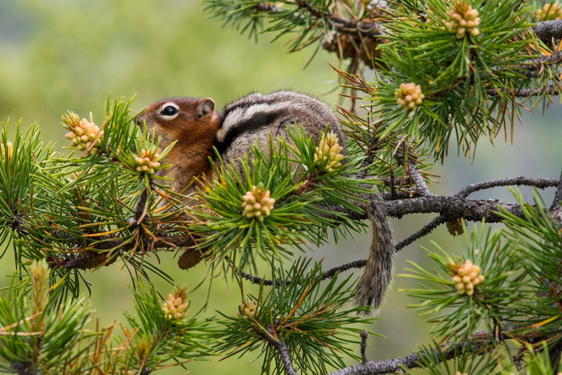 squirrel, pine, chipmunk, 1080P, needles, tree, branches