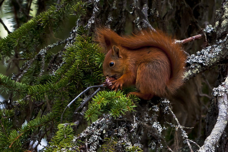 2K, eat, animal themes, animals in the wild, animal wildlife, the nature of the, mammal, rodent, day, squirrel, land, pine cone, animals, growth, spruce