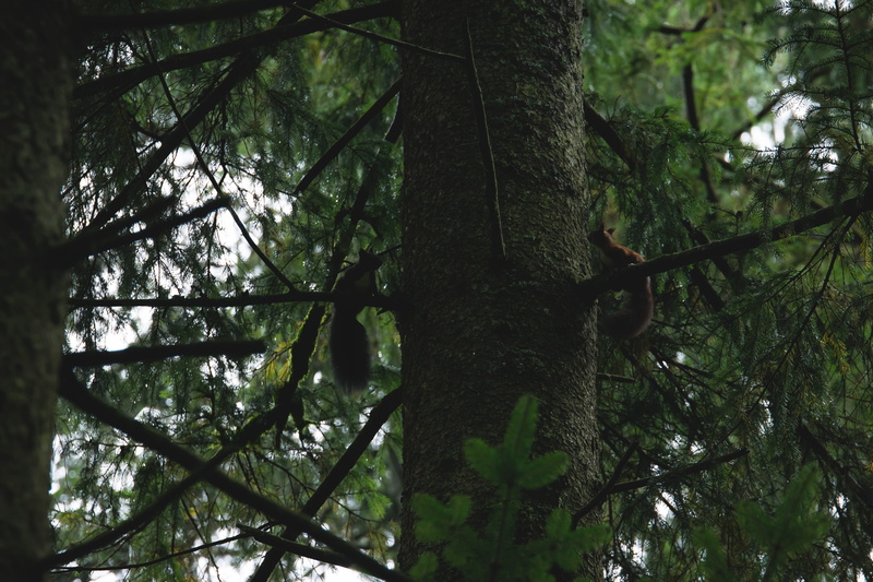 spruce, outdoors, branch, wood, 5K, tree canopy, land, woodland, beauty in nature, animal, rodent, bamboo - plant, sitting, low angle view, tranquility