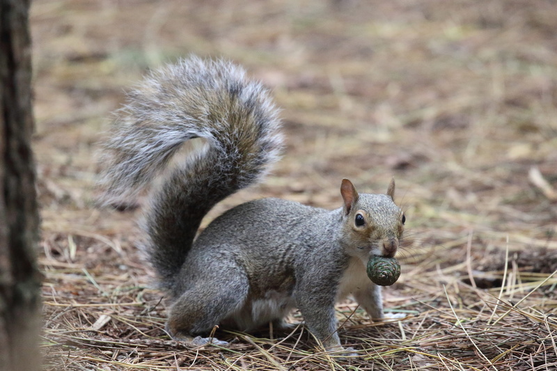 animal, pine needles, rodent, animal wildlife, 8K, forest floor, day, no people, eating, furry, feeding, outdoor, one animal, wild, nut in mouth, squirrel