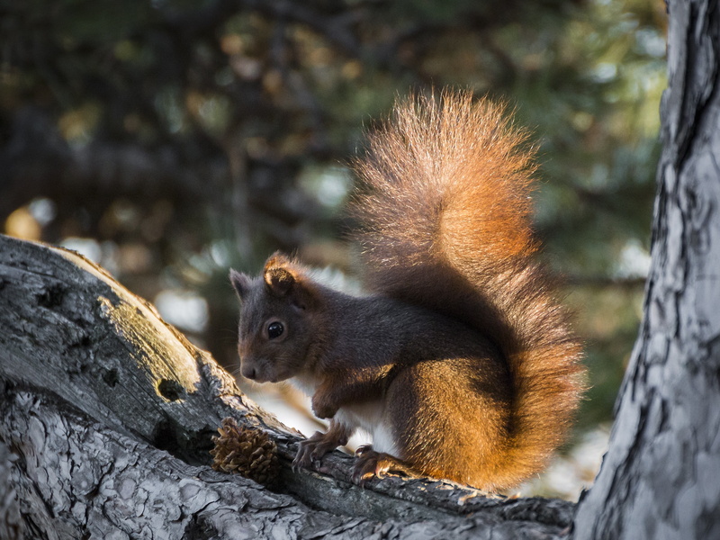 tree, pine cone, Animal, 2K, squirrel