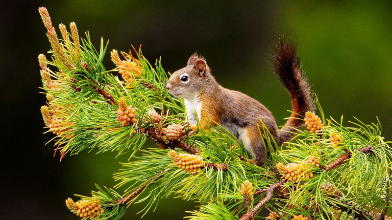 squirrel, 1080P, cones, pine