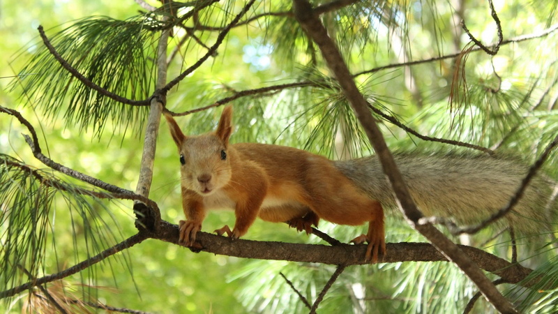 mammal, outdoors, no people, squirrel, forest, focus on foreground, green color, animal, rodent, land, animals in the wild, pine, branch, vertebrate, tree