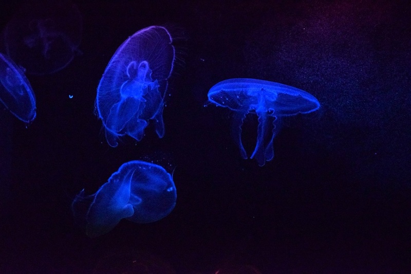 jellyfish, swimming, group of animals, undersea, animal, black background, invertebrate, fish, marine, blue background, underwater, blue, floating on water