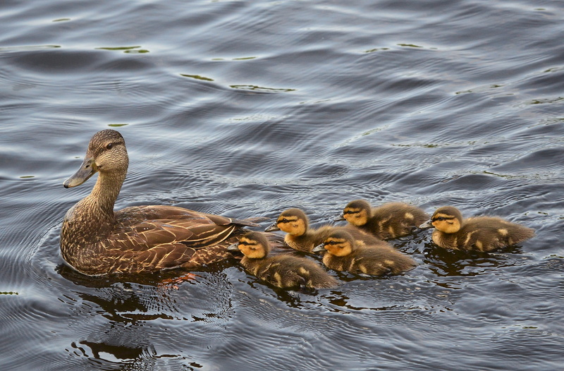 2K, waterfront, young animal, summer, vertebrate, group of animals, swimming, canada, ducklings, nature, water, animal themes, waterfowl, bird, baby, female animal