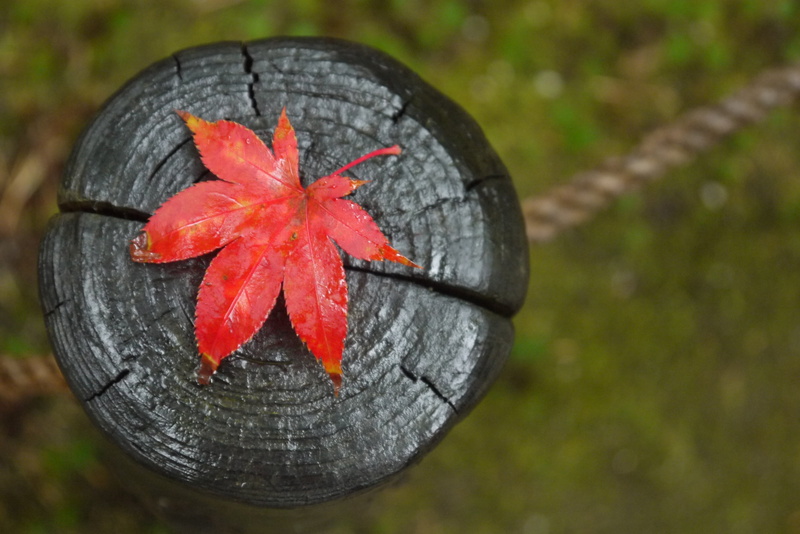 autumn, leaves, fall, 4K, leaf, high angle view, maple leaves, plant part, plant, wood, no people, rain, beauty in nature, wood - material, orange color