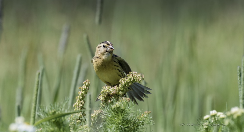 Bobolink, Boucherville  Québec, wildlife, la, outdoors, de, bird, 2K, Wow, nature, Parc, Canada, oryzivorus, dolichonyx, beak, untitled, feather, Dolichonyx oryzivorus