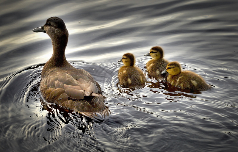 duckling, canada, black ducks, animals in the wild, floating on water, baby duck, ducklings, water bird, québec, vertebrate, swimming, three, animal wildlife