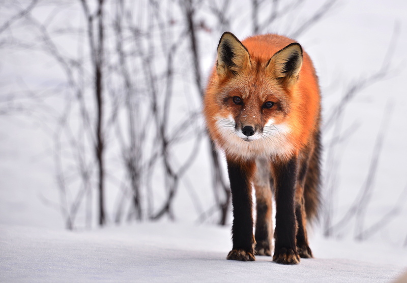 wild animal, wolf, red, no people, selective, front view, québec, outdoors, tree, mammal, roux, animal, animal wildlife, vertebrate, looking at camera