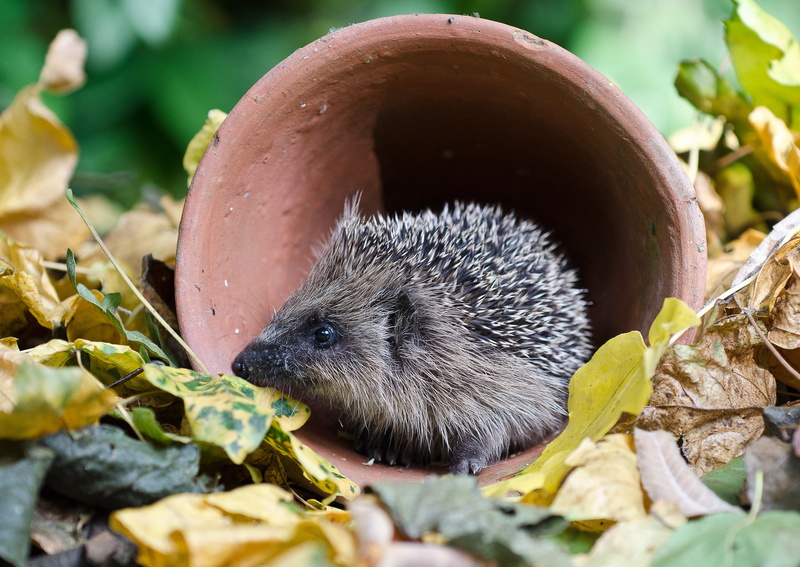leaf, autumn, focus on foreground, close-up, leaves, Hedgehog, Gg, animal, plant part, plant, no people, animal themes, mammal, animals in the wild, selective focus