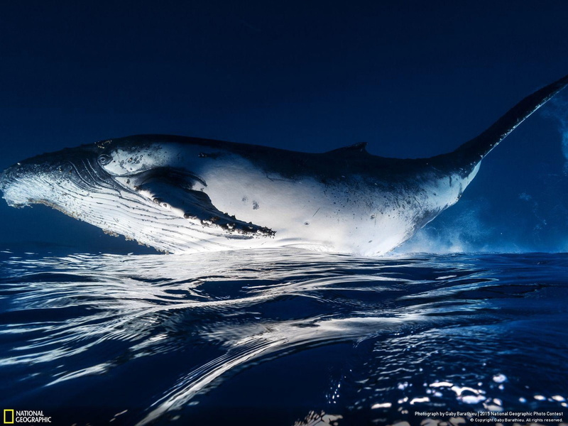 sea, swimming, motion, saint, beauty in nature, animal, aquatic mammal, outdoors, sea life, ge, blue, marine, animal wildlife, underwater, animal themes