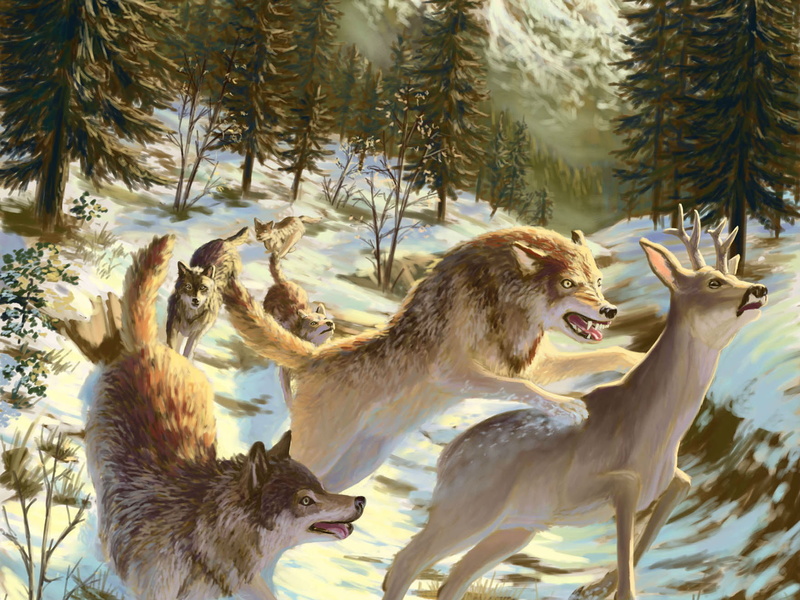 art, plant, two animals, 720P, wolf, cold temperature, day, field, aggression, animals in the wild, predator, animal, winter, group of animals, nature