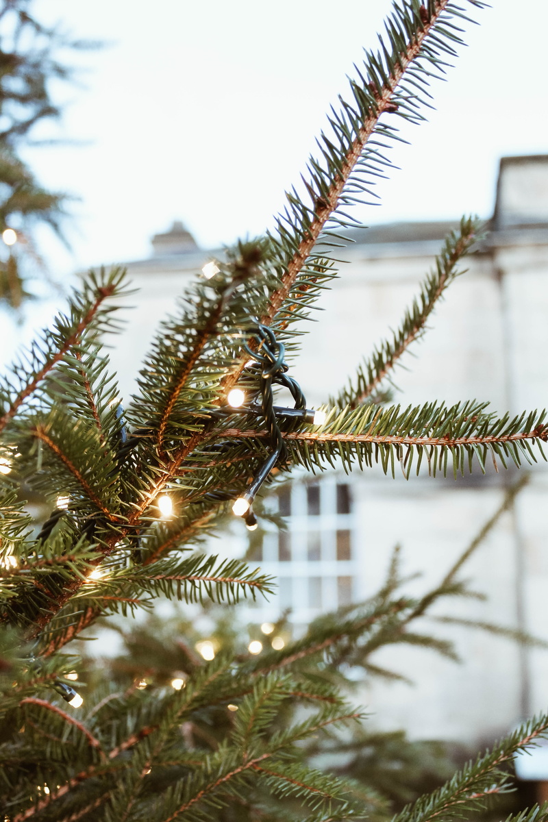 growth, outdoors, cold temperature, adventure, leaves, castle, winter, tree, fir tree, plant, day, needle - plant part, castle howard, explore, united kingdom