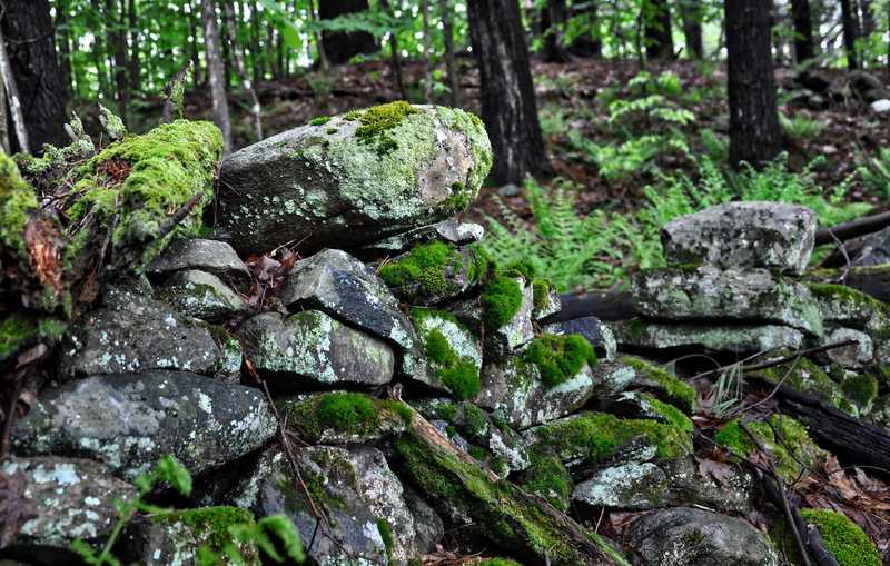 moss, landmark, focus on foreground, old, plant, century, trunk, rock, history, nature, ancient, brick, building, stones, 4K, tree, 18th, no people, vintage