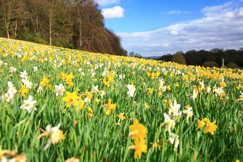 4K, earth, trees, white, save, grass, howardian hills, white flower, plant, nature, north, beside, summer, yellow, springtime, flower, Daffodil, sky, england