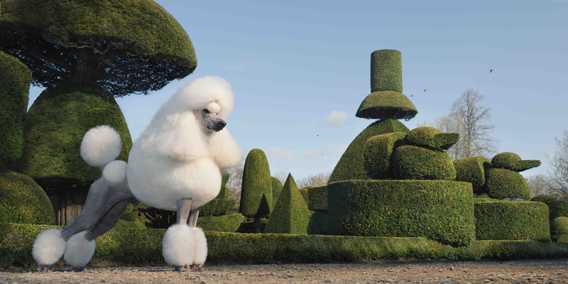 8K, grass, poodle, dog, cute animals