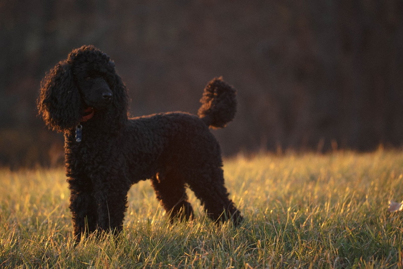 Poodle, 1080P, Dogs