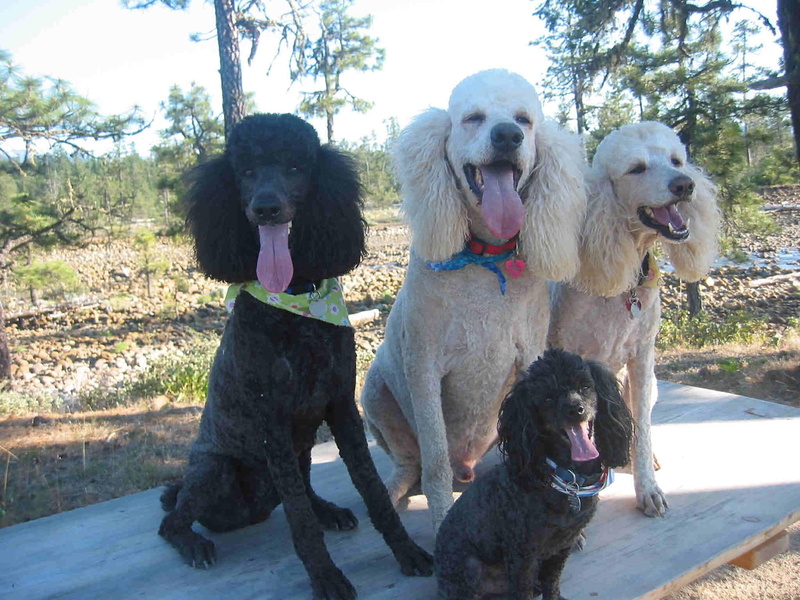 walk, animals, poodle, thier, poodles, 1080P, photography, happy, dogs, oregon
