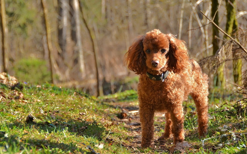 poodle, 1080P, animal, animals, dogs