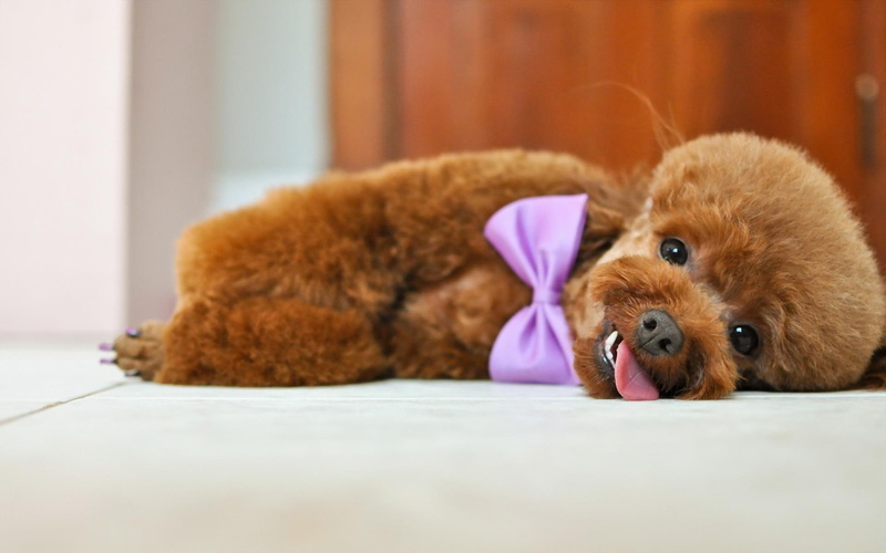 animal, poodle, bowle, animals, dogs, purple, poddle, 1080P