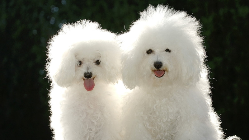 one Animal, animal, fun, animal themes, shadow, mammal, dog, couple, sitting, outdoors, pets, grass, no people, animal Nose, small, poodle, cute, coated
