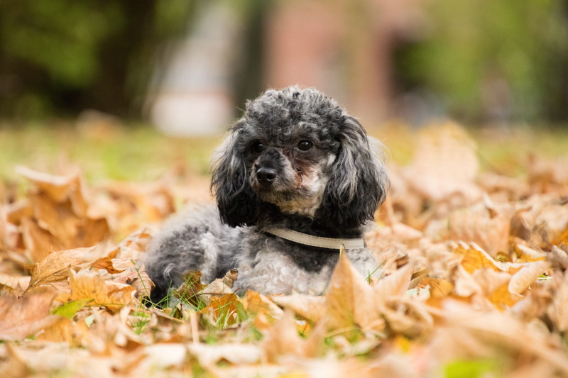 domestic animals, 5K, pets, plant part, one animal, leaves, leaf, canine, no people, purebred dog, cute, poodle, dog, lap dog, domestic, young animal
