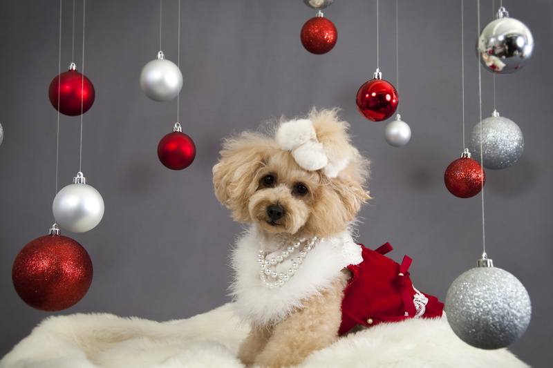 puppy, portrait, face, toy, christmas, mammal, christmas ornaments, animal, winter, fur, holiday, celebration, christmas Tree, sitting, gift, white, santa hat