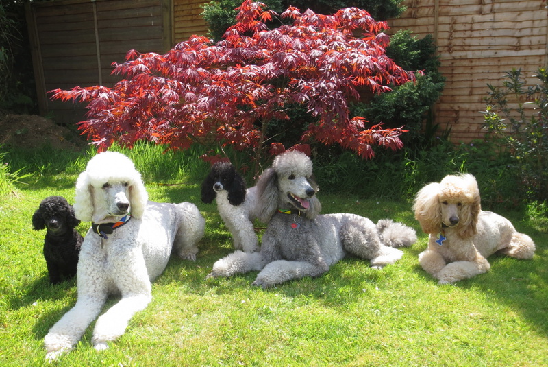 grass, animals, dogs, poodle, 2K, photo