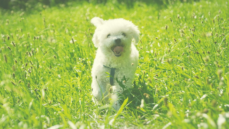 cute maltese puppy dog, white color, dog, no people, vertebrate, selective focus, field, plant, nature, small, 2K, animal themes, one animal, day, pets
