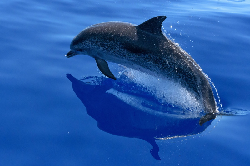 vertebrate, marine mammals, animal, animal themes, animals in the wild, underwater, gray, swimming, water, outdoors, animal wildlife, sea life, aquatic mammal