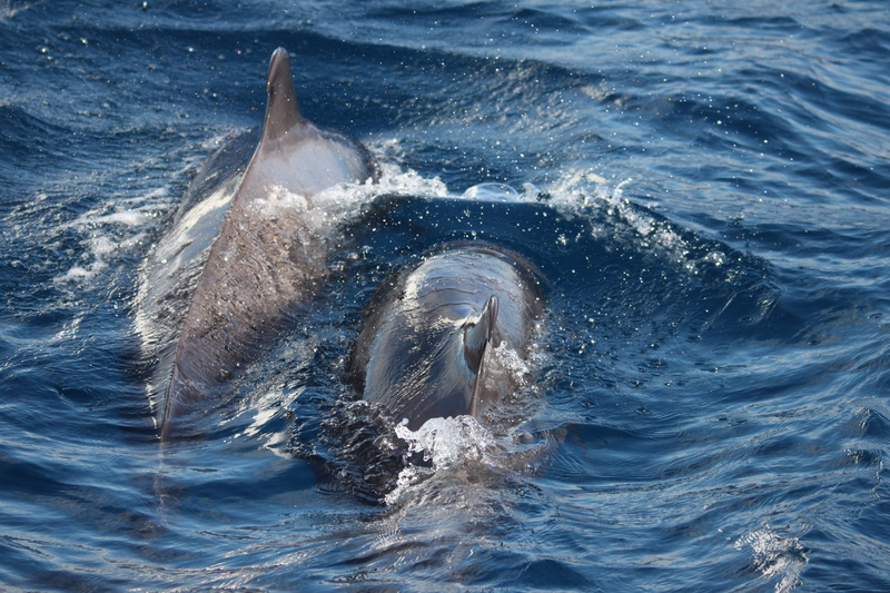 underwater, one animal, water creature, dolphins, splashing, mammal, outdoors, aquatic mammal, meeresbewohner, tail fin, marine, water, marine mammals